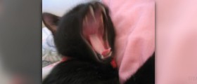 Infection from cat bites