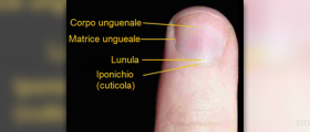 Information on fingernail disorders