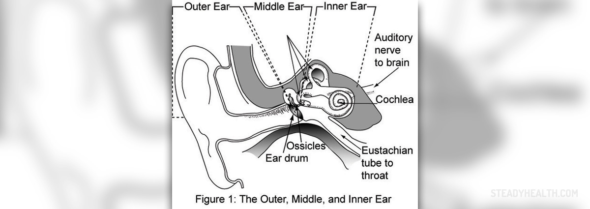 Inner Ear 