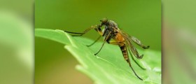 Insect repellent for babies