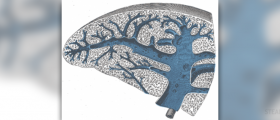 Insight on spleen injury