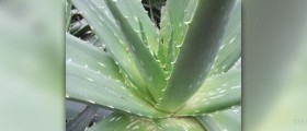 Internal benefits of aloe vera