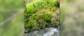 Irish moss benefits