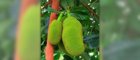 Jackfruit nutrition facts