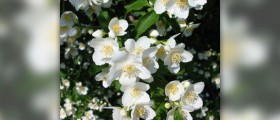 Jasmine tea caffeine content