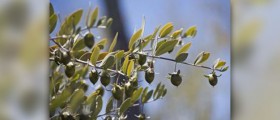 Jojoba oil for acne