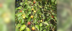 Jujube tea facts