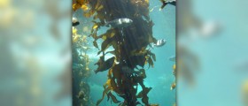 Kelp supplements facts