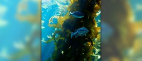 Kelp tablets facts