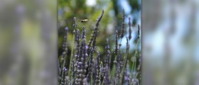Lavender oil for hair growth
