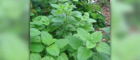 Lemon balm tea