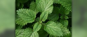Lemon balm uses