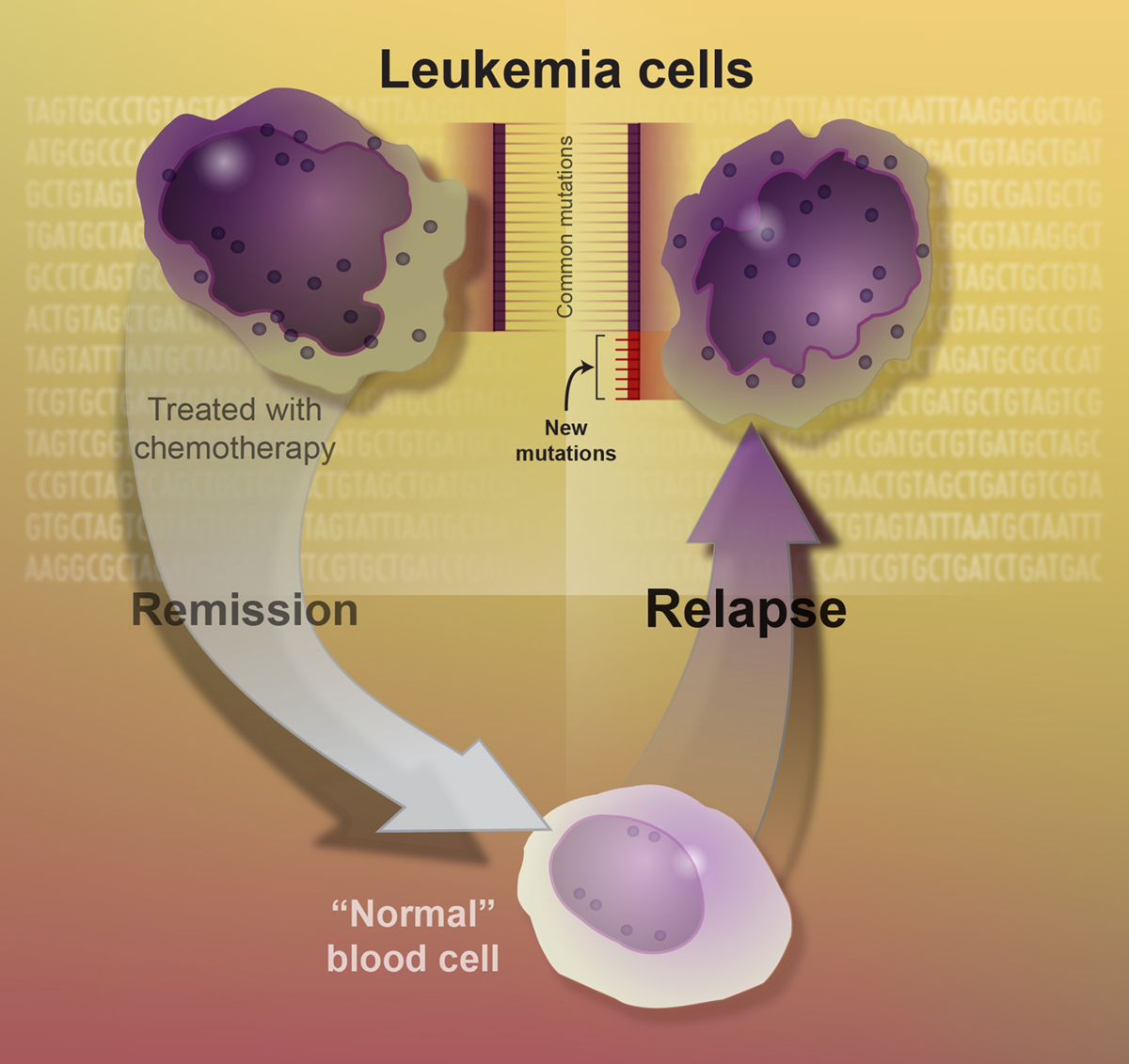 treatment-for-leukemia-cells-general-center-steadyhealth