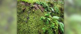 Licorice herb facts