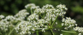 Homeopathic remedy for polymyalgia