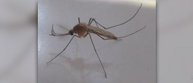 Lifespan of a mosquito