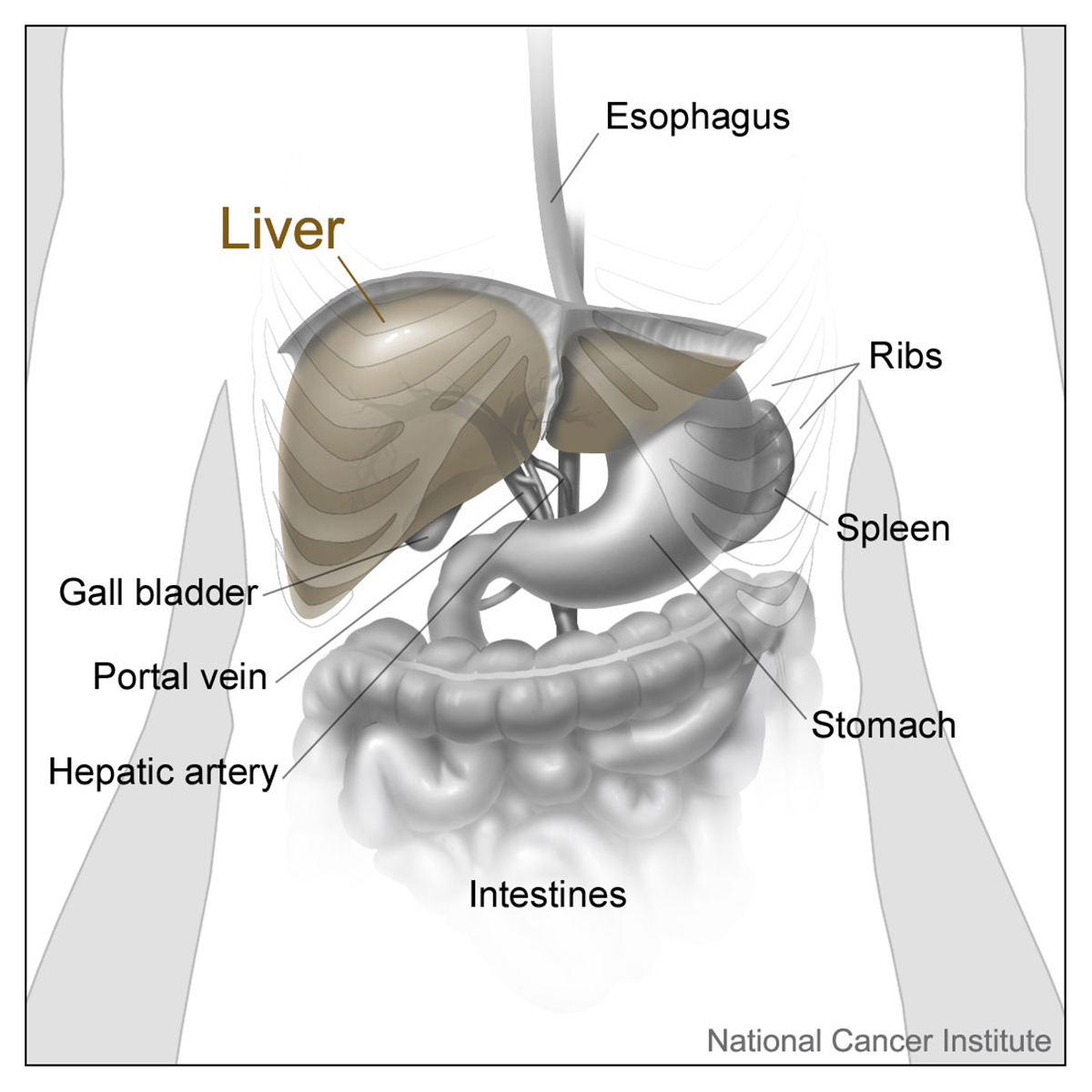 Liver transplant life expectancy | General center | SteadyHealth.com