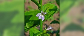 Lobelia extract facts
