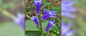 Lobelia herb