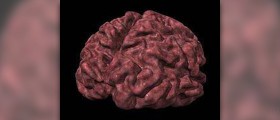 Lobes of the brain and their function