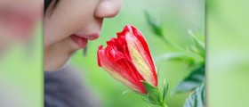 Lose sense of smell and taste