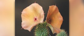Lose weight with hoodia appetite suppressant