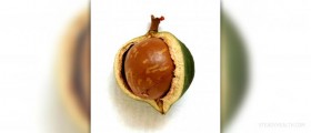 Macadamia nuts nutrition