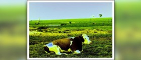 Mad cow disease facts