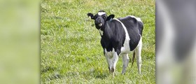 Mad cow disease in humans