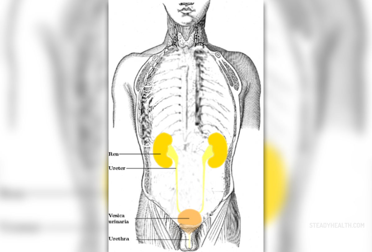 male-urinary-tract-infection-symptoms-general-center-steadyhealth