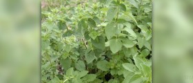 Medicinal uses of oregano