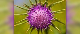 Milk thistle benefits