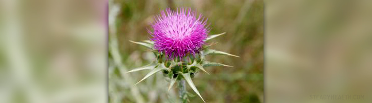 milk-thistle-nccih