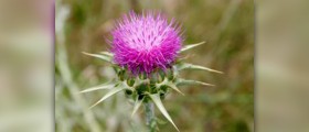 Milk thistle for liver detox