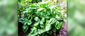 Miraculous basil - health benefits of basil