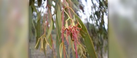Mistletoe therapy for cancer