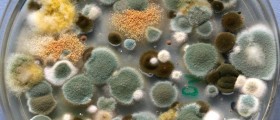 British Boy, Aged Two, Dies From Toxic Mold Infestation: Will You Be Next?