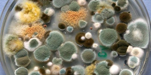 British Boy, Aged Two, Dies From Toxic Mold Infestation: Will You Be Next?