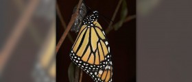 Monarch butterfly migration