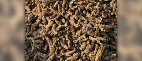 More about turmeric