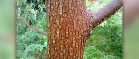 Moringa oil facts