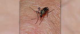 Mosquito bites home remedies