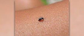 Mosquito repellent for babies
