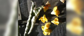 Mullein leaf extract