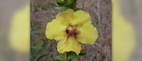Mullein leaf health benefits