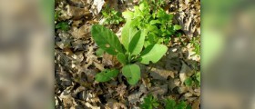 Mullein uses facts
