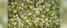 Mung bean sprouts
