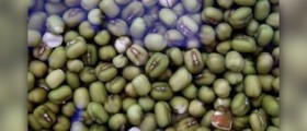 Mung beans nutritional value