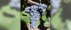 Muscadine grapes health benefits