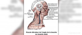 Muscle building tips